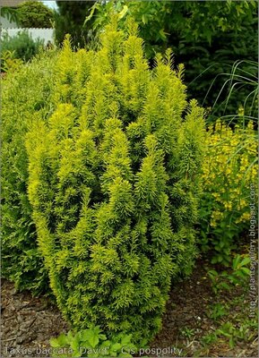 Taxus 'David' - Photo by Babij (CC BY-SA 2.0)