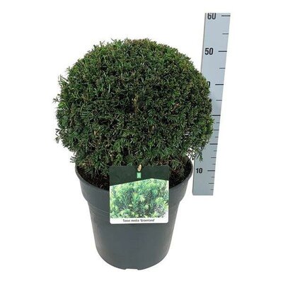 Taxus 'Groenland' - Image courtesy of floraxchange under fair use