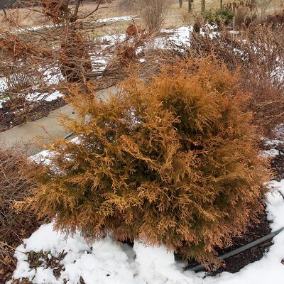 Thuja 'Fire Chief' - Photo by F. D. Richards (CC BY-SA 2.0)