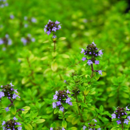 Thymus 'Archer's Gold' (9cm pot)