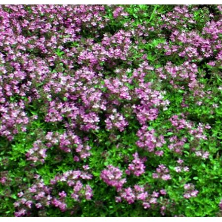 Thymus 