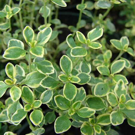 Thymus Aureus (Thyme) - Photo by Forest & Kim Starr (CC BY-SA 2.0)