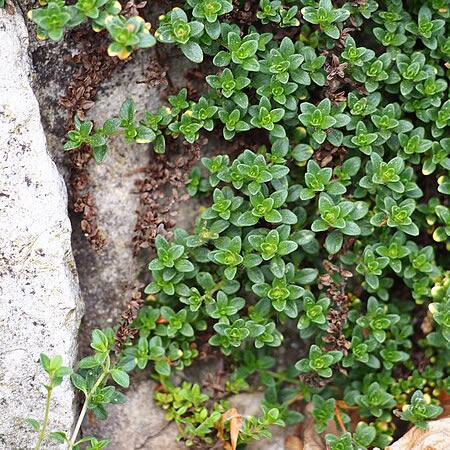 Thymus 'Doone Valley' - Photo by Agnieszka Kwiecień, Nova (CC BY-SA 4.0)