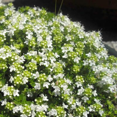 Thymus serpyllum albus (9cm pot)