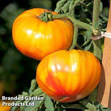 Tomato Buffalosun F1 - Image courtesy of Thompson & Morgan/Hygeia