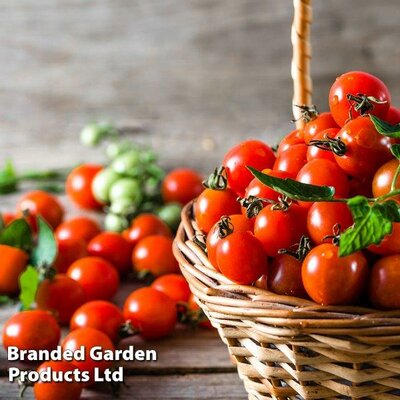 Tomato Consuelo (Crimson Cherry - Image courtesy of Thompson & Morgan/Hygeia