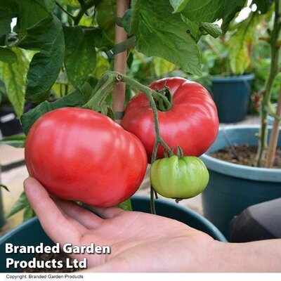 Tomato Crimson Blush Blight Resistant F1 (Rose Crush) - Image courtesy of Thompson & Morgan/Hygeia