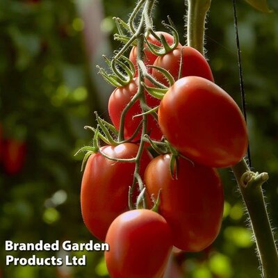 Tomato Nagina F1 - Image courtesy of Thompson & Morgan/Hygeia