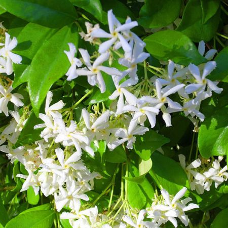 Trachelospermum jasminoides (3L pot) - Ardcarne Garden Centre ...