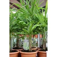 Trachycarpus Fortunei