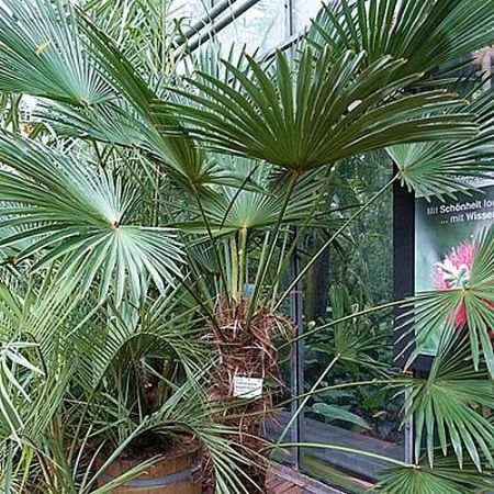 Trachycarpus Wagnerianus - Photo by Dadero (CC0 1.0)