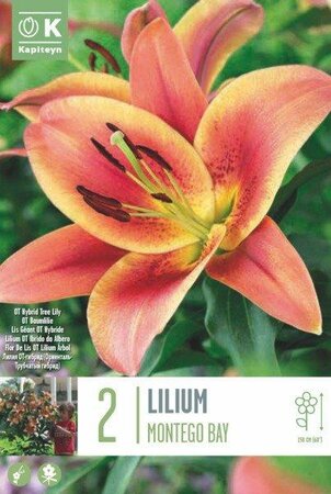 Tree Lilium Pack Montego Bay (2 bulbs)