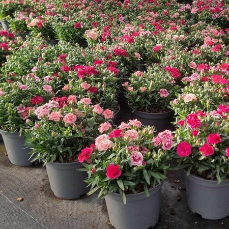 Trixi Dianthus 'Oscar 2' - Image courtesy of Tully Nursery