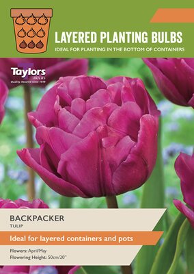 Tulip 'Backpacker' (10 bulbs)