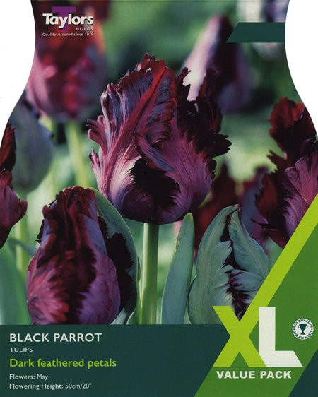 Tulip 'Black Parrot' XL Value Range (15 bulbs)