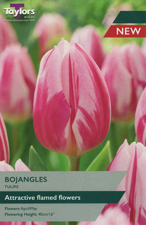 Tulip 'Bojangles' (7 bulbs)