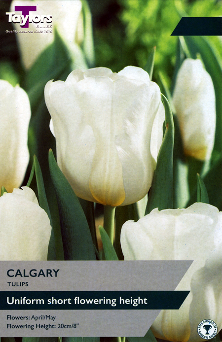 Tulip 'Calgary' (5 bulbs)