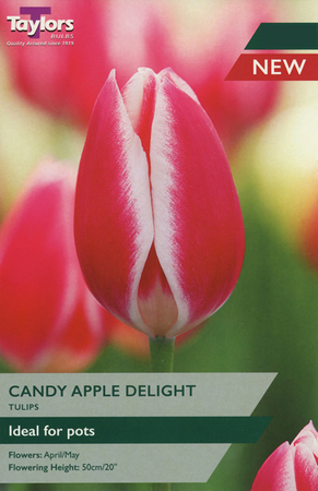 Tulip 'Candy Apple Delight' (6 bulbs)