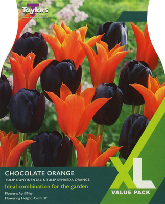 Tulip Chocolate Orange XL Value Range (15 bulbs)