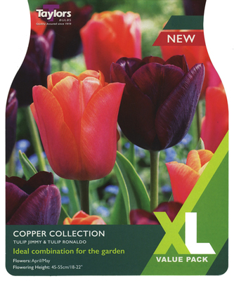 Tulip Copper Collection XL Value Range (15 bulbs)