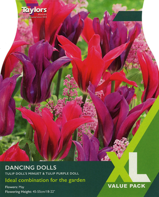 Tulip Dancing Dolls XL Value Range (20 bulbs)