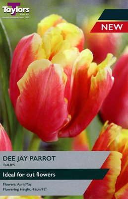 Tulip 'Dee Jay Parrot' (5 bulbs)