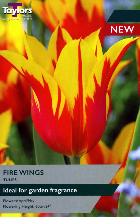 Tulip 'Fire Wings' (5 bulbs)