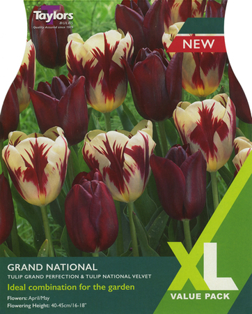 Tulip 'Grand National'  XL (18 bulbs)