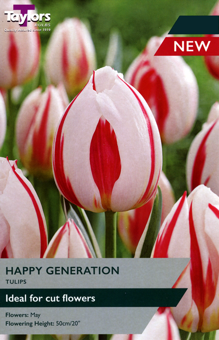 Tulip 'Happy Generation' (7 bulbs)