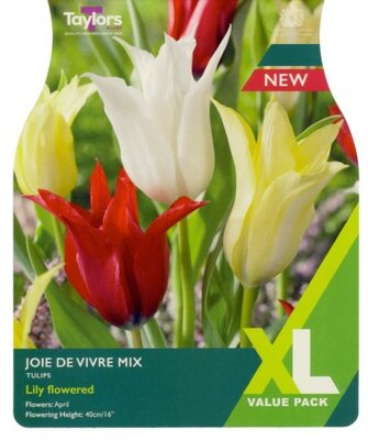Tulip 'Joie De Vivre' Mix