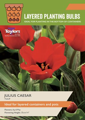 Tulip 'Julius Caesar' (12 bulbs)