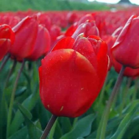 Tulip Lalibela