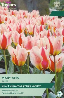 Tulip 'Mary Ann'