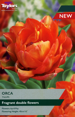 Tulip 'Orca' (6 bulbs)