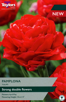 Tulip 'Pamplona' (7 bulbs)