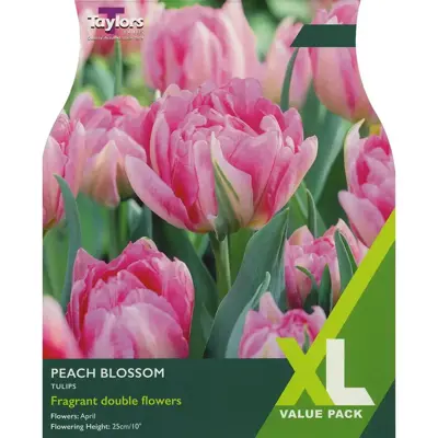 Tulip 'Peach Blossom' XL
