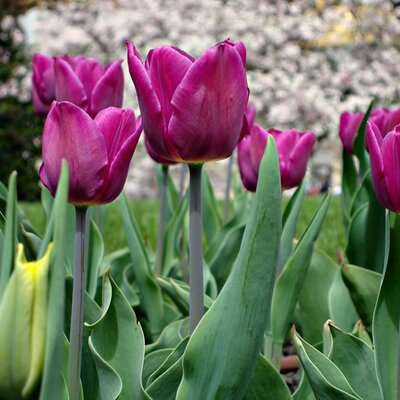 Tulip Purple Prince - Image by Dariusz Staniszewski from Pixabay  