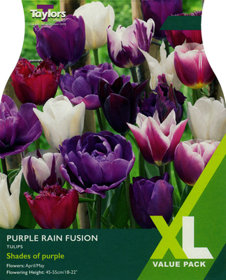 Tulip Purple Rain Fusion XL Value Range (20 bulbs)