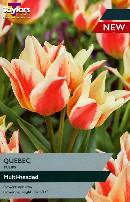 Tulip 'Quebec' (9 bulbs)