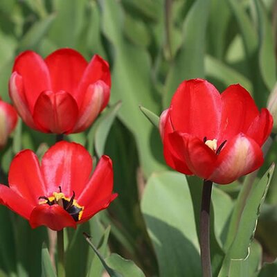 Tulip 'Red Impression' - Photo by 'Retired electrician' (CC0)