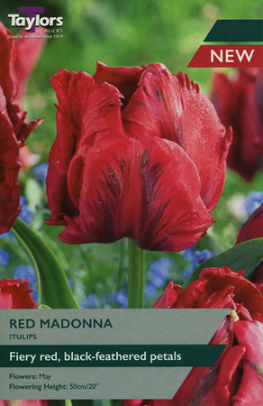 Tulip 'Red Madonna' (5 bulbs)