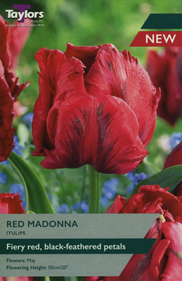 Tulip 'Red Madonna' (5 bulbs)