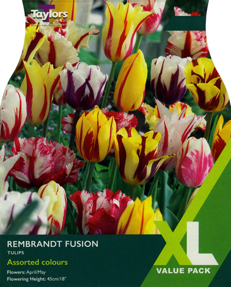 Tulip Rembrandt Fusion XL Value Range (20 bulbs)