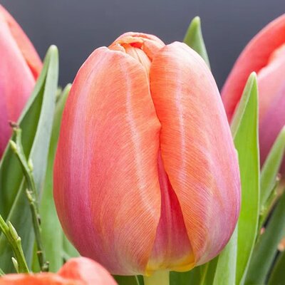 Tulip 'Salmon Impression' - Photo courtesy of Rawpixel (CC0)