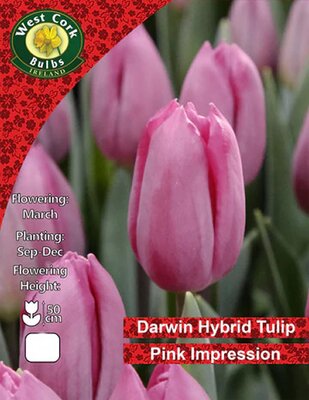 Tulip Single 'Pink Impression' - Image courtesy of West Cork Bulbs