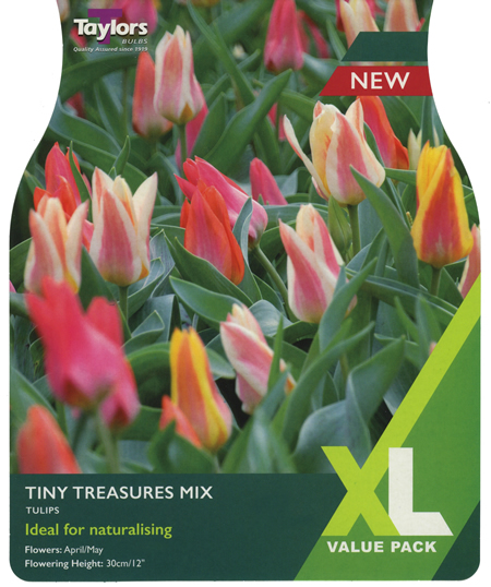 Tulip Tiny Treasures Mix XL Value Range (18 bulbs)