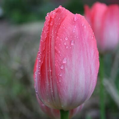 Tulip 'Van Eijk' - Photo by Uleli (CC BY-SA 3.0)