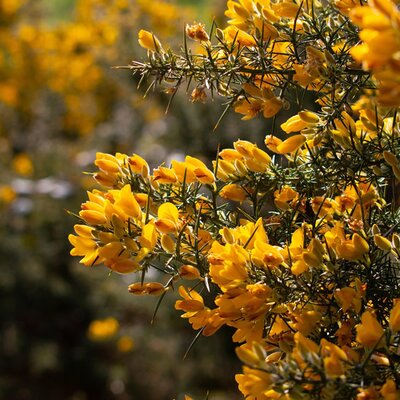 Ulex europaeus 'Plenus' - Image by Ciarán Ó Muirgheasa from Pixabay