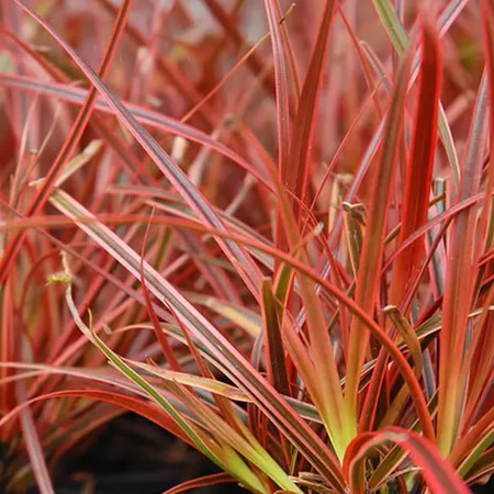 Uncinia rubra 'Everflame' (2L pot)