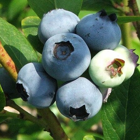 Vaccinium corymbosum 'Legacy' - Photo by Opioła Jerzy (GFDL)